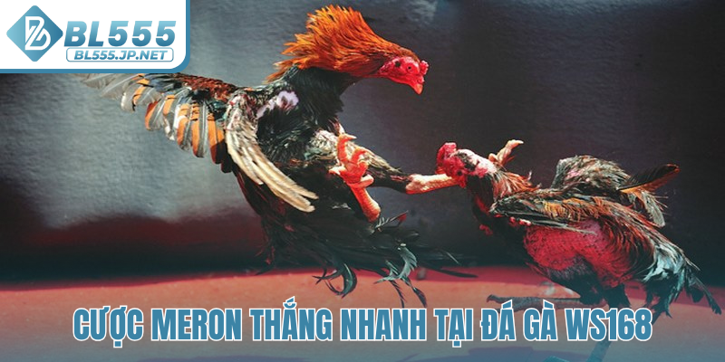 Cược Meron thắng nhanh tại đá gà WS168