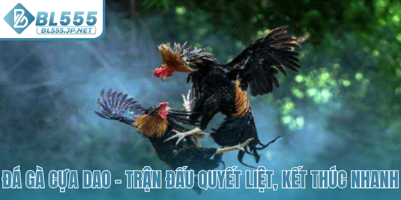 Đá gà cựa dao