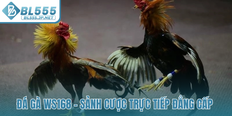 Đá gà WS168