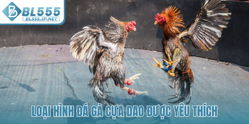 Loại hình đá gà cựa dao được yêu thích