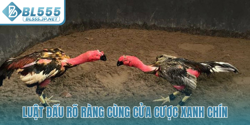Luật đấu rõ ràng cùng cửa cược xanh chín