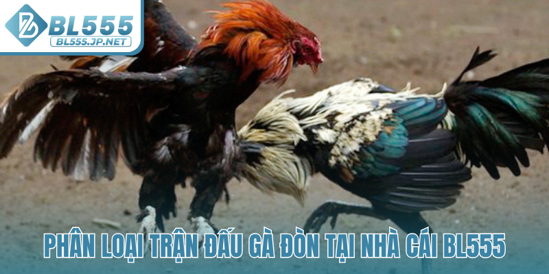 Phân loại trận đấu gà đòn tại nhà cái BL555