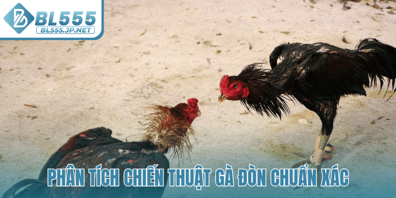 Phân tích chiến thuật gà đòn chuẩn xác