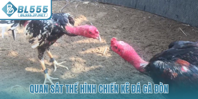 Quan sát thể hình chiến kê đá gà đòn
