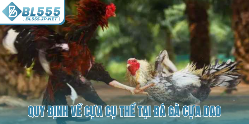 Quy định về cựa cụ thể tại đá gà cựa dao