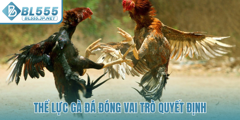 Thể lực gà đá đóng vai trò quyết định