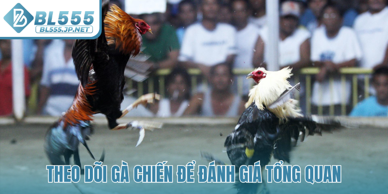 Theo dõi gà chiến để đánh giá tổng quan