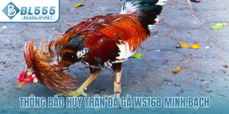 Thông báo hủy trận đá gà WS168 minh bạch