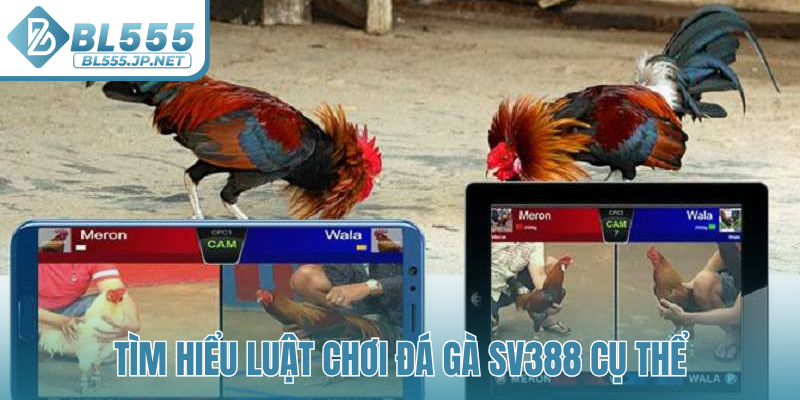 Tìm hiểu luật chơi đá gà SV388 cụ thể